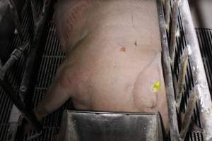 Sow with head under feed tray - Australian pig farming - Captured at Huntly Piggery, Huntly North VIC Australia.