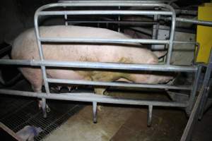 Farrowing crates at Girgarre Piggery VIC - Australian pig farming - Captured at Girgarre Piggery, Girgarre VIC Australia.