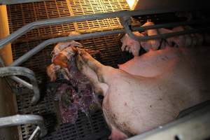 Farrowing crates at Sheaoak Piggery SA - Australian pig farming - Captured at Sheaoak Piggery, Shea-Oak Log SA Australia.