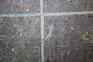 Severed piglet tail - Australian pig farming - Captured at Girgarre Piggery, Girgarre VIC Australia.