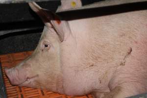 Farrowing crates at Wasleys Piggery SA - Australian pig farming - Captured at Wasleys Piggery, Pinkerton Plains SA Australia.