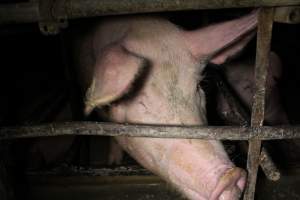 Sow stalls - Australian pig farming - Captured at Finniss Park Piggery, Mannum SA Australia.