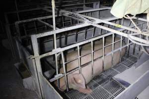 Farrowing crates at Huntly Piggery NSW - Australian pig farming - Captured at Huntly Piggery, Huntly North VIC Australia.