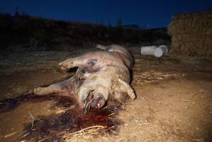 Dead sow outside cut open - Stiff and bloated, lying in pools of blood - Captured at Yelmah Piggery, Magdala SA Australia.