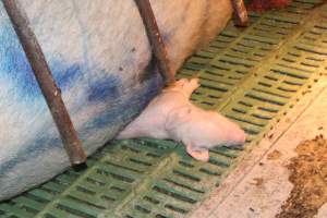 Piglet crushed by mother - Australian pig farming - Captured at Bungowannah Piggery, Bungowannah NSW Australia.