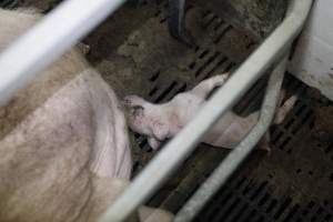 Farrowing crates at Mindarra Piggery WA - Australian pig farming - Captured at Mindarra Piggery (module 1), Boonanarring WA Australia.