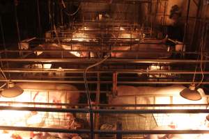 Farrowing crates at Willawa Piggery NSW - Australian pig farming - Captured at Willawa Piggery, Grong Grong NSW Australia.