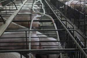 Boar stalls - Australian pig farming - Captured at Grong Grong Piggery, Grong Grong NSW Australia.