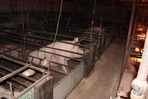 Farrowing crates at Willawa Piggery NSW - Australian pig farming - Captured at Willawa Piggery, Grong Grong NSW Australia.