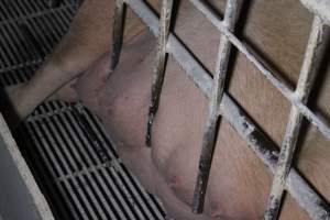 Farrowing crates at Huntly Piggery NSW - Australian pig farming - Captured at Huntly Piggery, Huntly North VIC Australia.