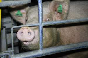 Farrowing crates at Girgarre Piggery VIC - Australian pig farming - Captured at Girgarre Piggery, Girgarre VIC Australia.