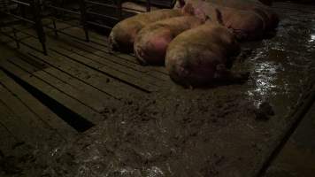 Large gaps in floor of group housing - Floor covered in excrement - Captured at Yelmah Piggery, Magdala SA Australia.