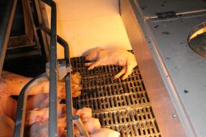 Farrowing crates at Sheaoak Piggery SA - Australian pig farming - Captured at Sheaoak Piggery, Shea-Oak Log SA Australia.