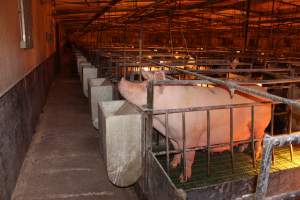 Farrowing crates at Bungowannah Piggery NSW - Australian pig farming - Captured at Bungowannah Piggery, Bungowannah NSW Australia.