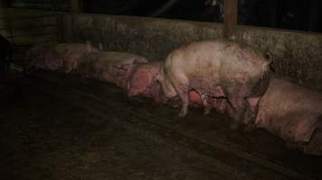 Sows living in excrement in group housing - Australian pig farming - Captured at Yelmah Piggery, Magdala SA Australia.