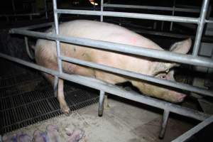 Farrowing crates at Girgarre Piggery VIC - Australian pig farming - Captured at Girgarre Piggery, Girgarre VIC Australia.