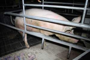 Farrowing crates at Girgarre Piggery VIC - Australian pig farming - Captured at Girgarre Piggery, Kyabram VIC Australia.