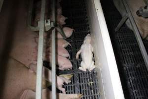 Farrowing crates at Sheaoak Piggery SA - Australian pig farming - Captured at Sheaoak Piggery, Shea-Oak Log SA Australia.