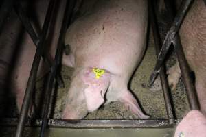 Sow stalls - Australian pig farming - Captured at Finniss Park Piggery, Mannum SA Australia.