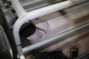 Farrowing crates at Mindarra Piggery WA - Australian pig farming - Captured at Mindarra Piggery (module 1), Boonanarring WA Australia.