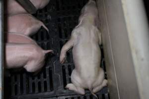 Farrowing crates at Sheaoak Piggery SA - Australian pig farming - Captured at Sheaoak Piggery, Shea-Oak Log SA Australia.