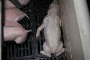 Farrowing crates at Sheaoak Piggery SA - Australian pig farming - Captured at Sheaoak Piggery, Shea-Oak Log SA Australia.