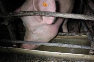 Sow stalls - Australian pig farming - Captured at Finniss Park Piggery, Mannum SA Australia.