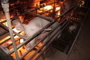 Farrowing crates at Willawa Piggery NSW - Australian pig farming - Captured at Willawa Piggery, Grong Grong NSW Australia.