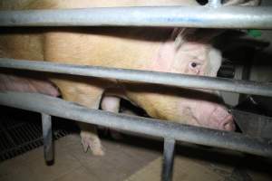 Farrowing crates at Girgarre Piggery VIC - Australian pig farming - Captured at Girgarre Piggery, Kyabram VIC Australia.