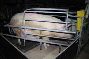 Farrowing crates at Girgarre Piggery VIC - Australian pig farming - Captured at Girgarre Piggery, Girgarre VIC Australia.