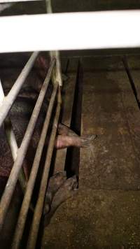 Large gaps in floor of group housing - Australian pig farming - Captured at Yelmah Piggery, Magdala SA Australia.