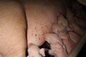 Farrowing crates at Sheaoak Piggery SA - Australian pig farming - Captured at Sheaoak Piggery, Shea-Oak Log SA Australia.