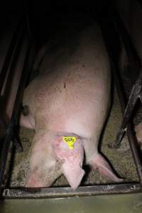 Sow stalls - Australian pig farming - Captured at Finniss Park Piggery, Mannum SA Australia.