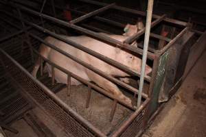 Farrowing crates at Willawa Piggery NSW - Australian pig farming - Captured at Willawa Piggery, Grong Grong NSW Australia.