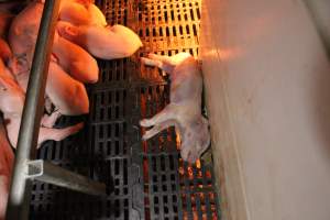 Farrowing crates at Sheaoak Piggery SA - Australian pig farming - Captured at Sheaoak Piggery, Shea-Oak Log SA Australia.