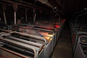 Looking down aisle of farrowing shed - Australian pig farming - Captured at Mindarra Piggery (module 1), Boonanarring WA Australia.