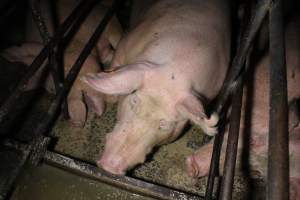 Sow stalls - Australian pig farming - Captured at Finniss Park Piggery, Mannum SA Australia.