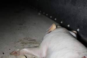 Dead piglet with eye and guts gouged out - Australian pig farming - Captured at Huntly Piggery, Huntly North VIC Australia.