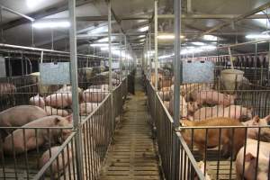 Group sow housing - Australian pig farming - Captured at Grong Grong Piggery, Grong Grong NSW Australia.