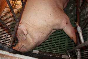 Farrowing crates at Bungowannah Piggery NSW - Australian pig farming - Captured at Bungowannah Piggery, Bungowannah NSW Australia.