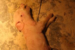 Farrowing crates at Wasleys Piggery SA - Australian pig farming - Captured at Wasleys Piggery, Pinkerton Plains SA Australia.