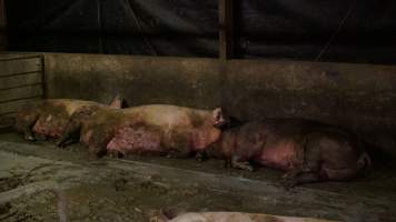 Sows living in excrement in group housing - Australian pig farming - Captured at Yelmah Piggery, Magdala SA Australia.