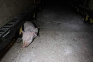 Piglet in aisle - Australian pig farming - Captured at Sheaoak Piggery, Shea-Oak Log SA Australia.