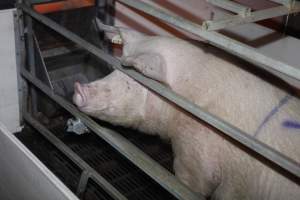 Farrowing crates at Mindarra Piggery WA - Australian pig farming - Captured at Mindarra Piggery (module 1), Boonanarring WA Australia.