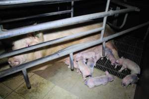 Farrowing crates at Girgarre Piggery VIC - Australian pig farming - Captured at Girgarre Piggery, Girgarre VIC Australia.