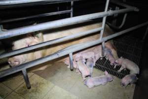 Farrowing crates at Girgarre Piggery VIC - Australian pig farming - Captured at Girgarre Piggery, Kyabram VIC Australia.