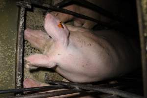 Sow stalls - Australian pig farming - Captured at Finniss Park Piggery, Mannum SA Australia.