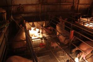 Farrowing crates at Willawa Piggery NSW - Australian pig farming - Captured at Willawa Piggery, Grong Grong NSW Australia.