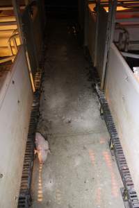 Piglet in aisle - Australian pig farming - Captured at Sheaoak Piggery, Shea-Oak Log SA Australia.