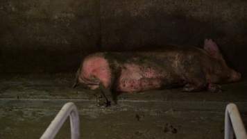 Sows living in excrement in group housing - Australian pig farming - Captured at Yelmah Piggery, Magdala SA Australia.